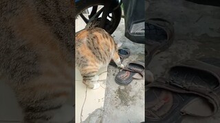 curi ikan emak #shorts #kucinglucu #comedy #cat
