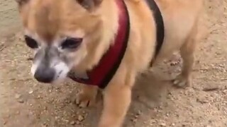 سجل المراقبة البشرية 005