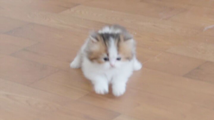 Why is the little kitten hopping as it walks? Better take its batteries out!