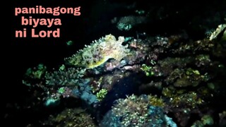 ep163, night spearfishing Philippines, panibagong biyaya ni Lord.
