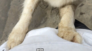 Border Collie: You think I'm dirty, huh? Here's a couple of slaps with my clothes!