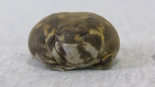 【Steamed Bun Frog】has a super cute sleeping face