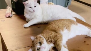 โต๊ะ: ช่วงนี้ฉันรู้สึกเครียดเล็กน้อย