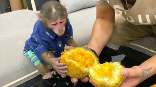 What will a little monkey do when you feed it a jackfruit?