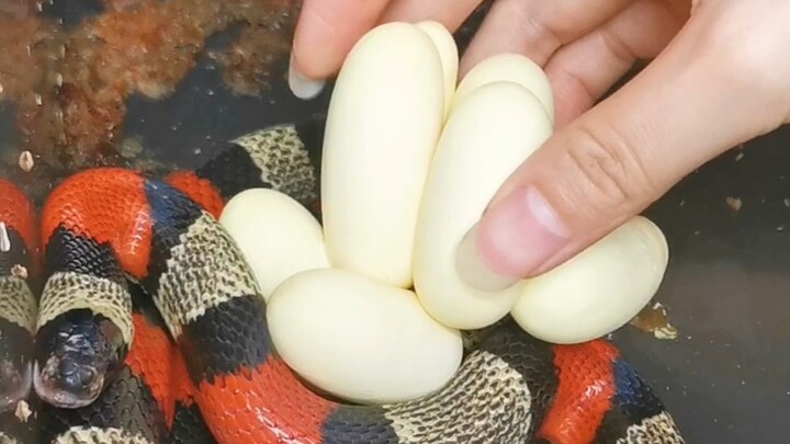 Snake eggs—bring them here! Bare-handed egg collection right in front of the mother snake.