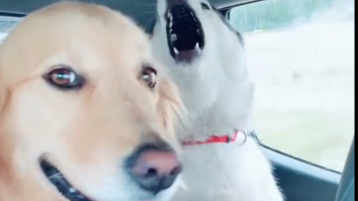 Golden Retriever: I've never been this speechless in my life.