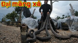 Kinh Hoàng Trước Cảnh Tượng 4 Con Rắn Hổ Mang Khổng Lồ To Nhất Trên Lịch Sử YouTube