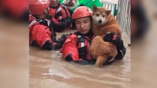 Aku, si anjing, telah bertemu dengan Tuhan yang berhati lembut