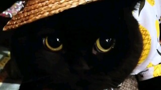 The little kitten that can't tell the difference between "mine" and "basket" is so adorable!