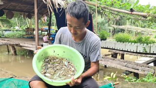 Kéo tép rong. Bắt cơm món tép rong muối me non - Bin Đen Miền Tây # 294