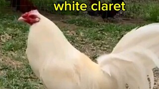 white claret