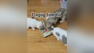 conmeogianac  này nên nấu với gì ngon MN ơiii ??? mèo cat