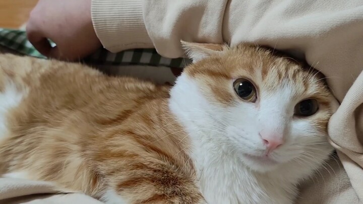 This cat… seems to… be acting more and more like a human!