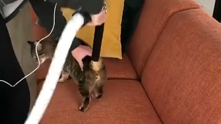 Kucing: Parah nih, malah nempelin ke badanku!