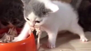 ⚡️ ทุกคนหิวแมว ⚡️