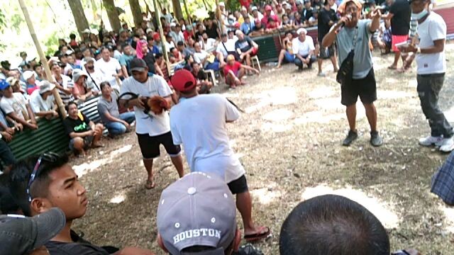 greenleg,, son of 2x winner