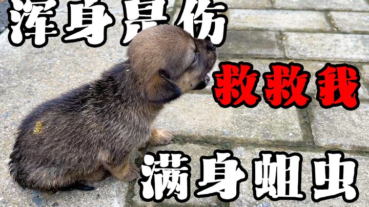 Anak anjing liar belum disapih sudah ditinggalkan orang, dibuang di jalan dengan tubuh penuh luka da