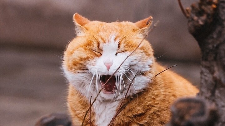 Papa dùng cành cây gãi ngứa