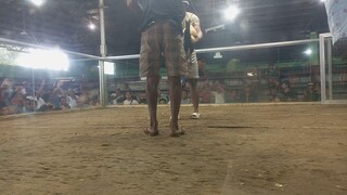 red lion cockpit arena second fight talisay graded Peruvian win