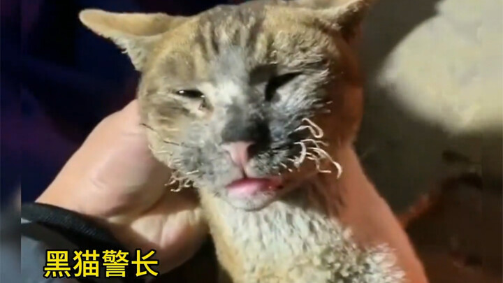 Những “con mèo” và “con chó” đầu tiên trở về làng, đứa nào cũng gây bất ngờ! Xem đi xem lại vẫn cười