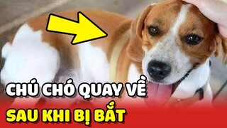 Chú chó TRỞ VỀ sau 6 tháng bị mất khiến cả nhà VỠ ÒA ❤️ | Yêu Lu