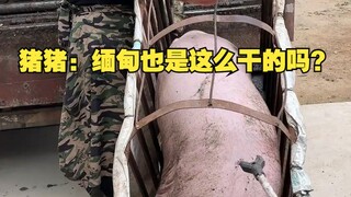 Zhu Zhu: Apakah Myanmar juga melakukan hal yang sama?