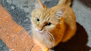 Gặp tình cờ một chú mèo nhỏ màu cam lang thang lịch sự bên đường