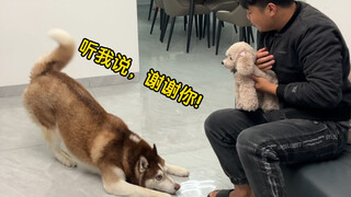 What will a husky do when you shower affection on a fake dog right in front of it?