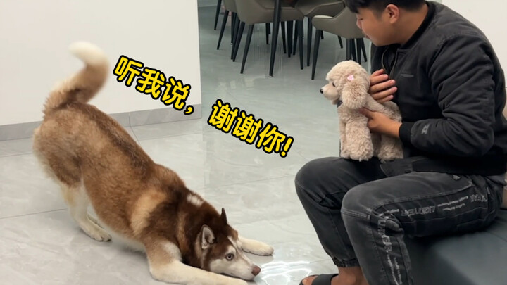 当着二哈的面宠爱一只假狗，它会作何反应？