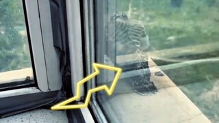 这些小猛禽，生活在人类的夹缝中间，它们每天都在面对各种对生命的威胁。#沈阳野保 #野生动物救护