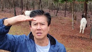 Van Darkholme makes a Christmas tree in preparation for Christmas