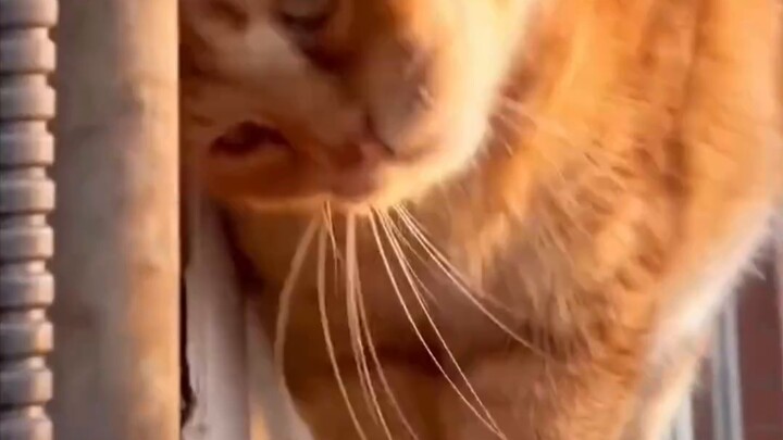 قطتي الصغيرة، كيف تتمكنين من الدوس على قلبها بكل حركة؟