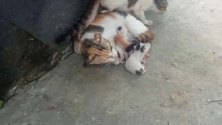 kucing sensi