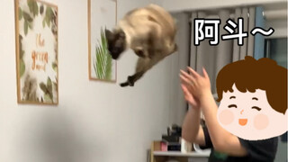 Siamese cats really can be played with however you like; the stranger the play, the more they enjoy 