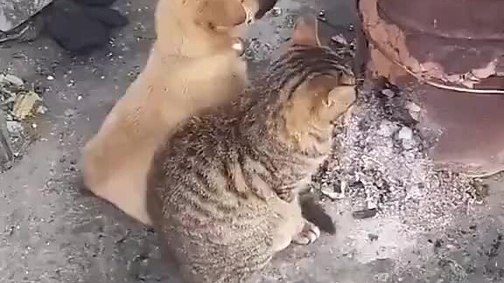 Những chú mèo và chó cùng nhau sưởi ấm bên đống lửa