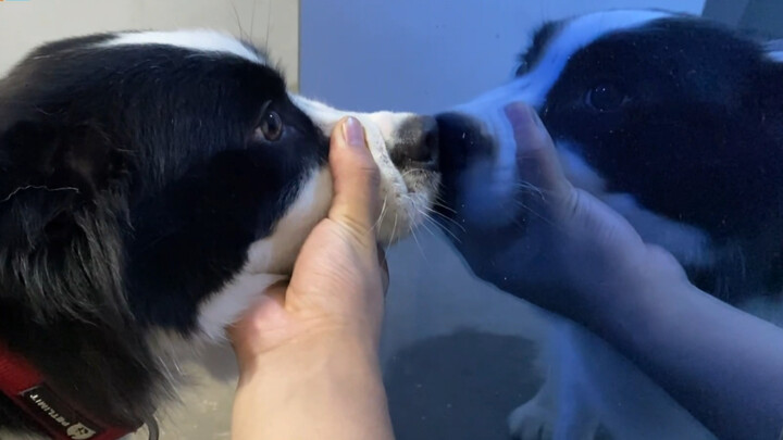 Does a Border Collie guard its food when it sees itself in the mirror?