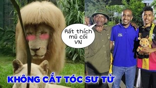 Nguyên nhân khiến sư tử có tóc mượt , người nước ngoài thích mũ cối và nón lá VN. Top comment.