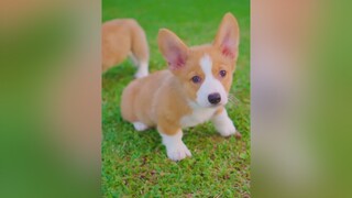 Chó Corgi siêu đáng yêu cần đặt tên