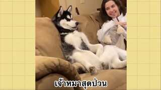 เพื่อนตัวน้อย สัตว์เลี้ยงแสนซน : เจ้าหมาสุดป่วน