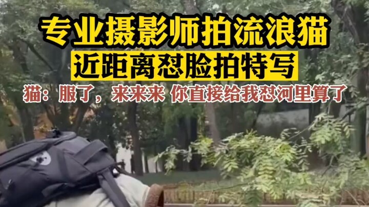 القطة: من يستطيع تحمل تصوير وجهه عن قرب هكذا؟ # حيوانات أليفة لطيفة # جذابة لدرجة الانفجار.