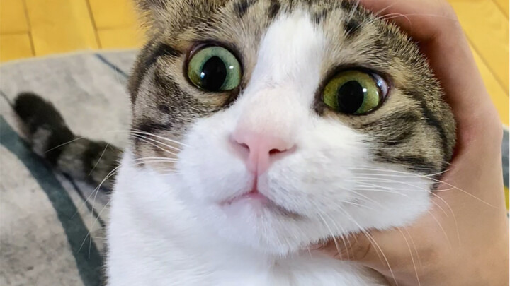 Không ngờ nổi, con mèo mình nhận nuôi năm ngoái giờ lại dẫn theo đứa con riêng về nhà xin cơm!