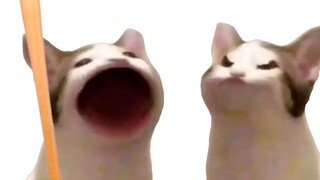 Two popo cats are arguing