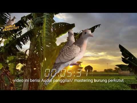 SUARA PERKUTUT LOKAL ISTIMEWA ( Pancingan Ampuh )