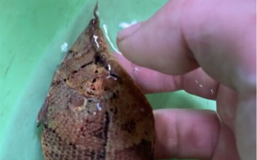 It doesn’t look like a fish at all.