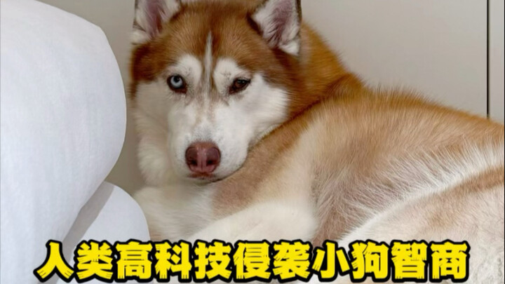 Ketika saya melihat dunia dari sudut pandang anak anjing...