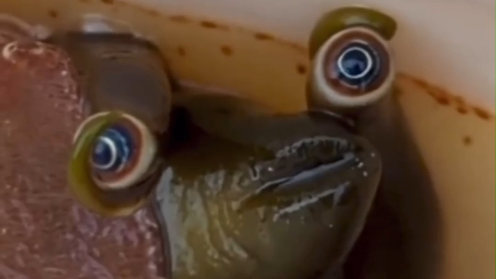 Is this Snail from SpongeBob SquarePants?