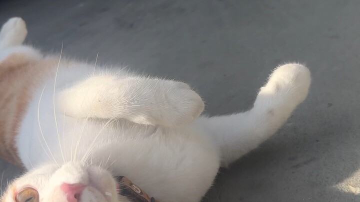 น้อนข้าวบ้าน