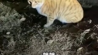 女孩想用手机拍流浪猫，被猫咪提醒钱掉了。“这就是现实版招财猫吧”！