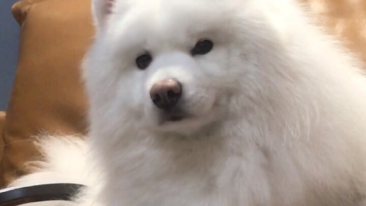 What’s your reason for loving to keep pets?