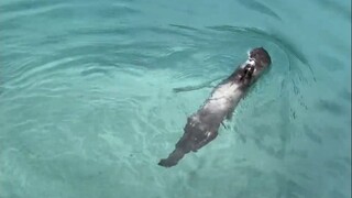 أليس هذا أفضل مئة مرة من صياد السمك؟